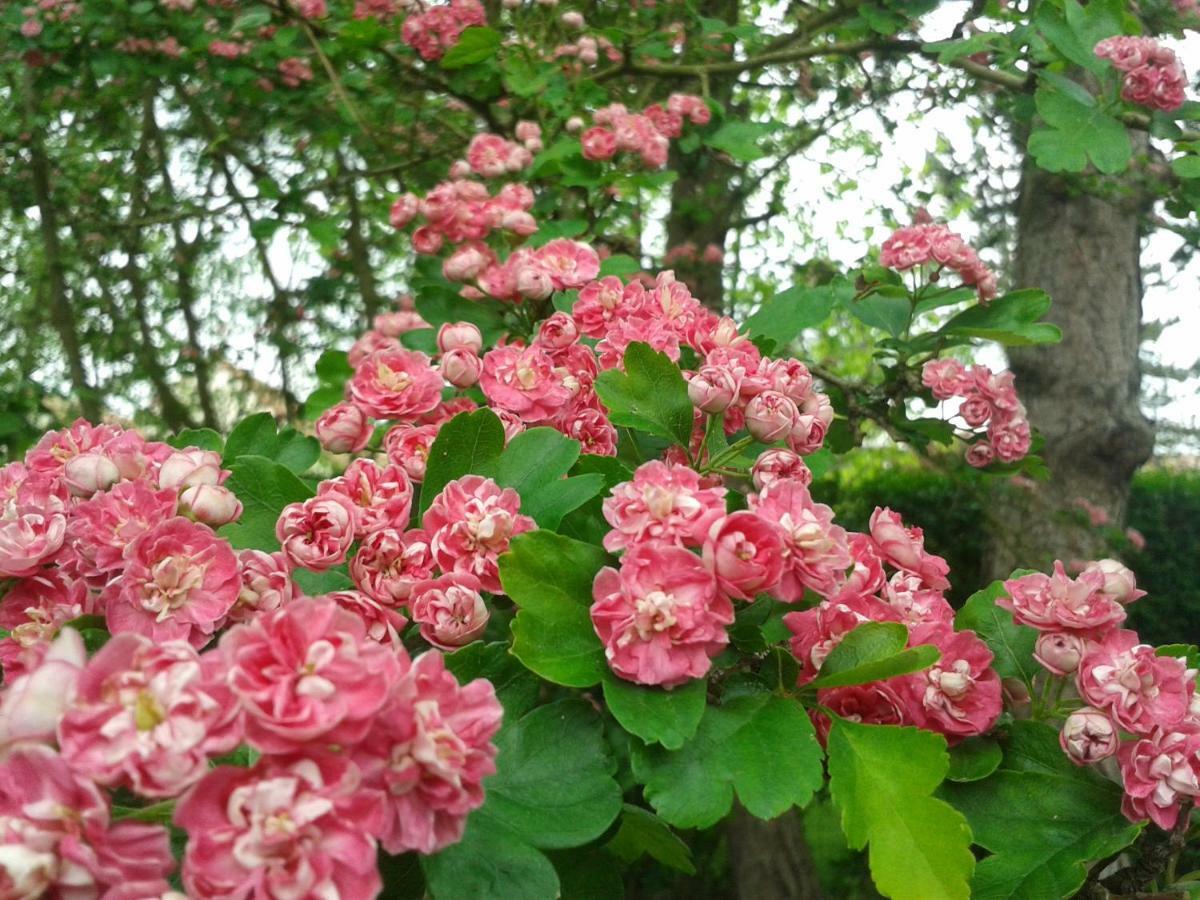 Chambre D'Hotes Les Hortensias Rang-du-Fliers Luaran gambar